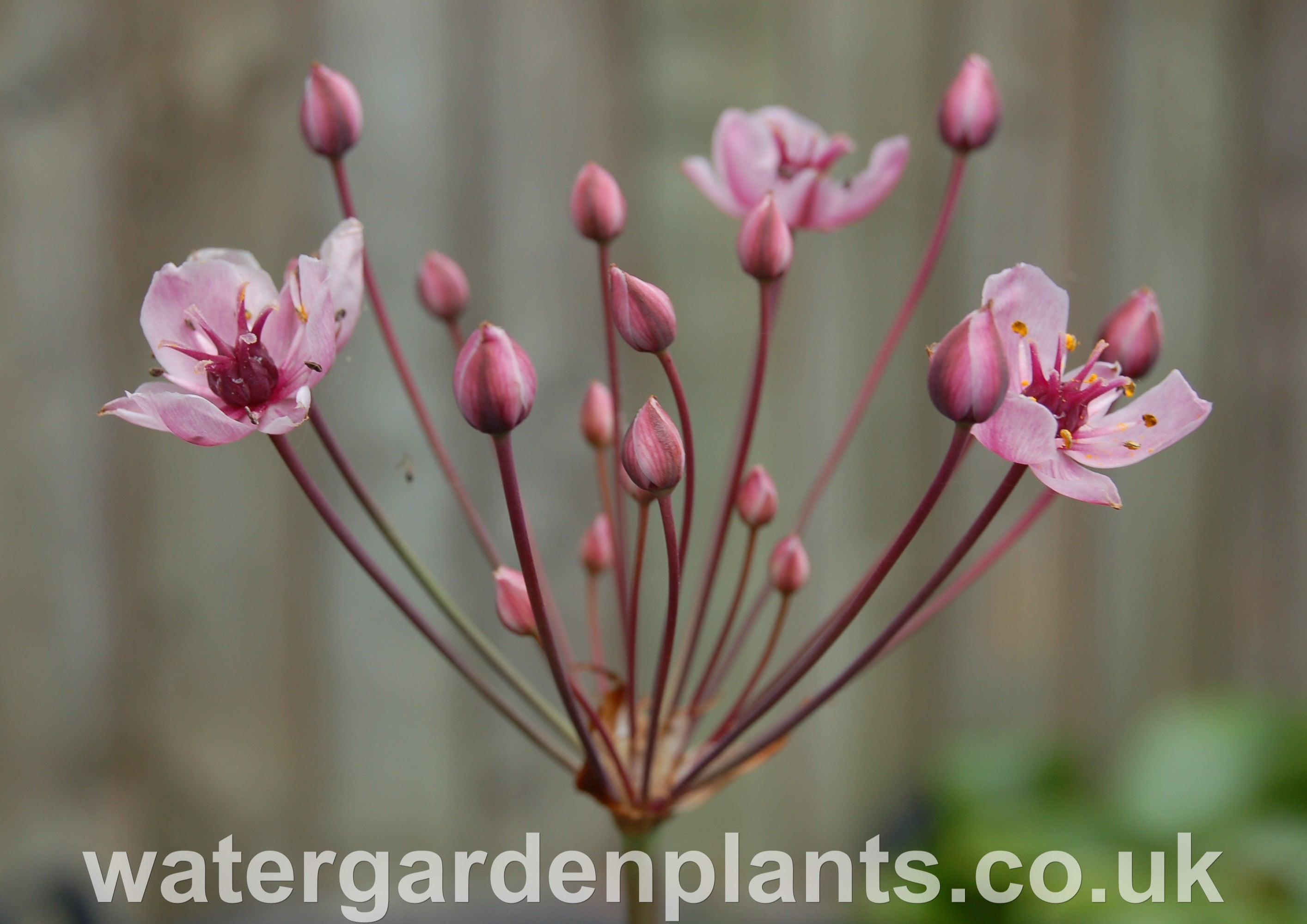 British Native Plants - Water Garden Plants