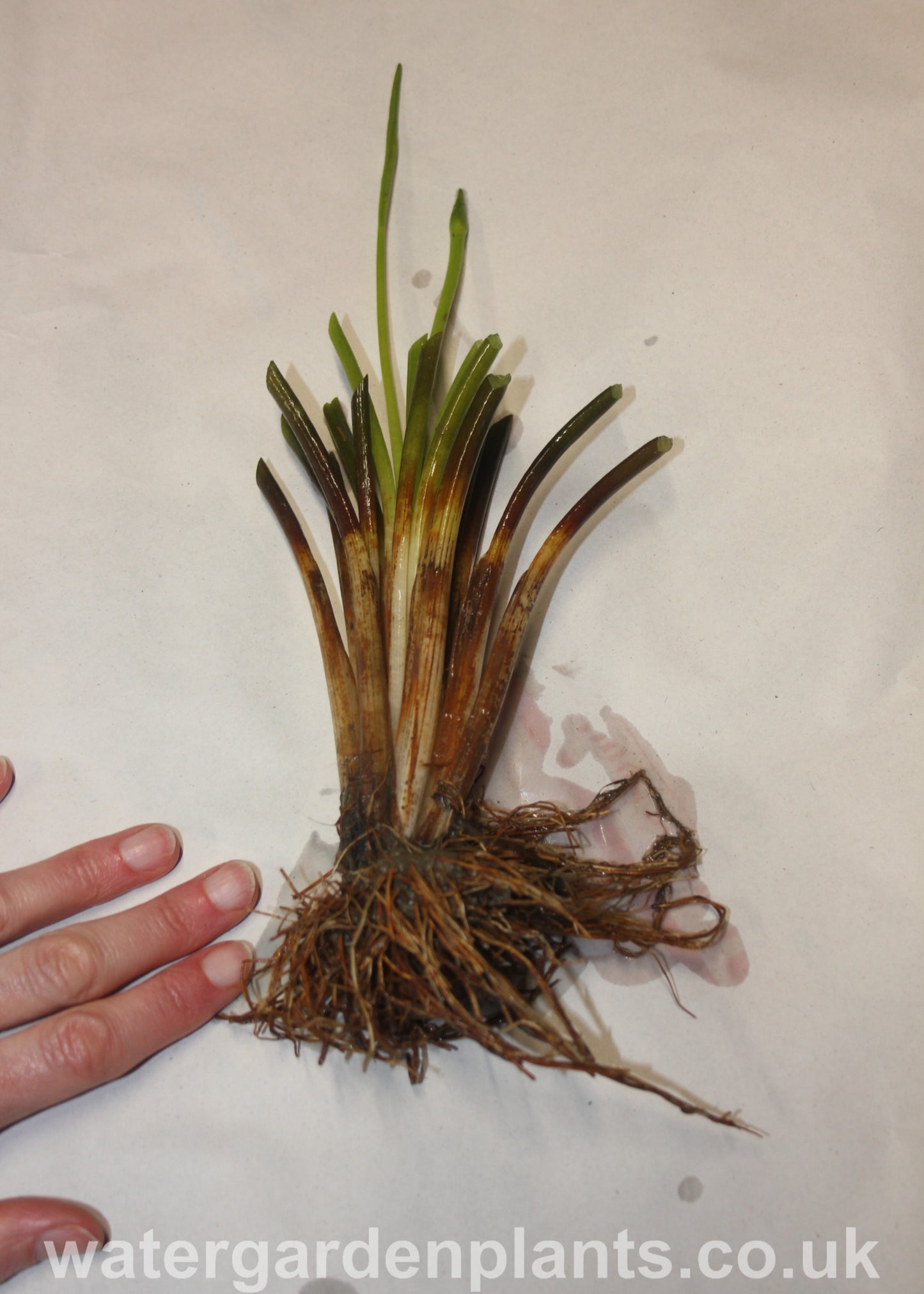 Aponogeton distachyos (Water Hawthorn) bare root