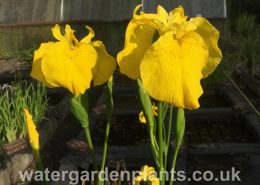 Iris pseudacorus 'Beuron' - EXCLUSIVE