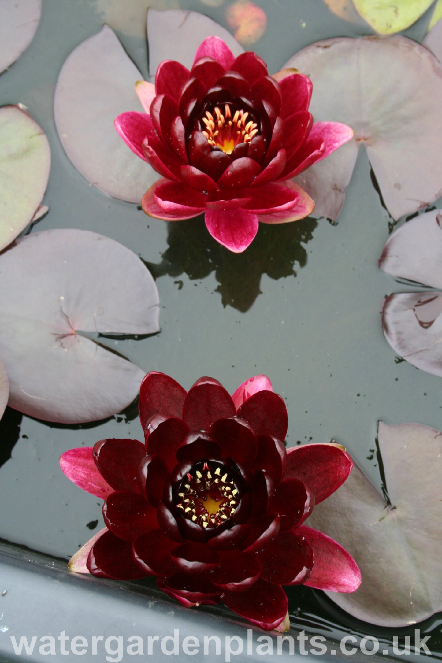 Waterlily Nymphaea 'Black Princess'