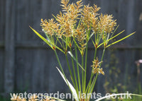 Cyperus giganteus - Mexican Papyrus, Hardy Papyrus with close up of seed head