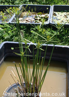 Cyperus giganteus - Mexican Papyrus, Hardy Papyrus in young growth