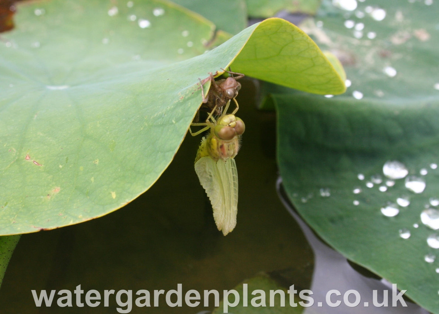 Dragonfly emerging on Nelumbo lotus leaf