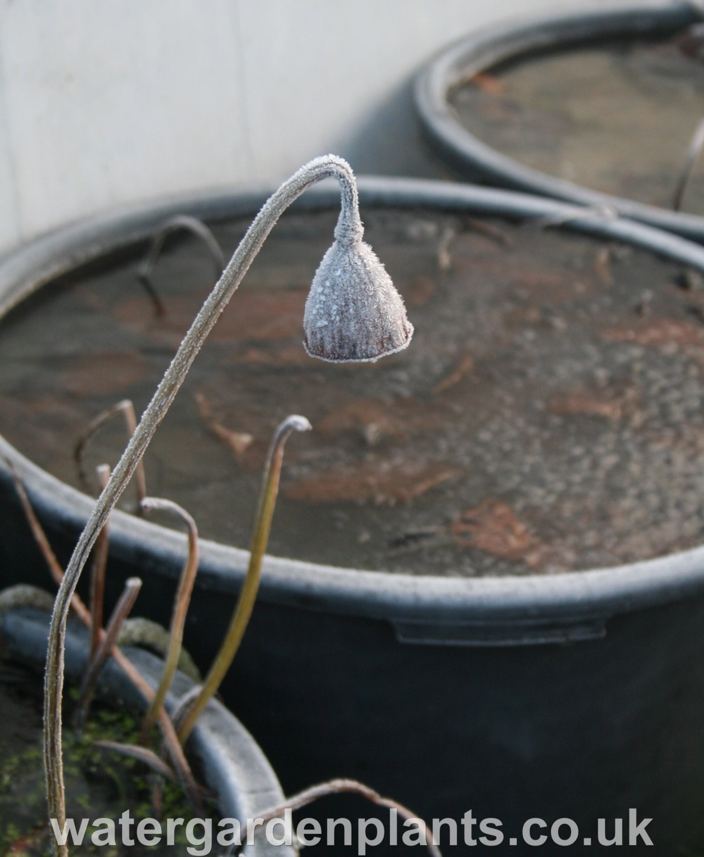 Lotus head in the frost