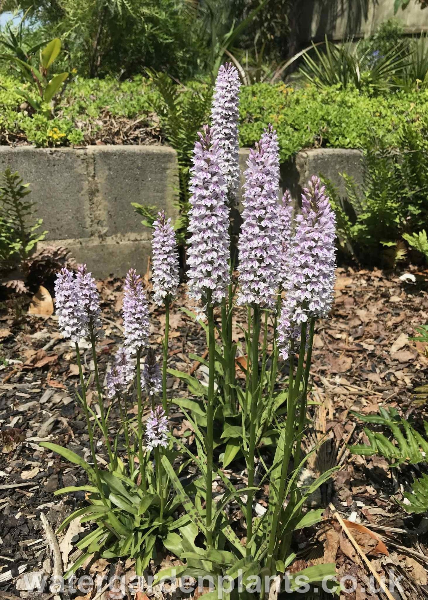 Clump of Dactylorhiza_fuchsii_Marsh_Orchid_or_Common_Spotted_Orchid