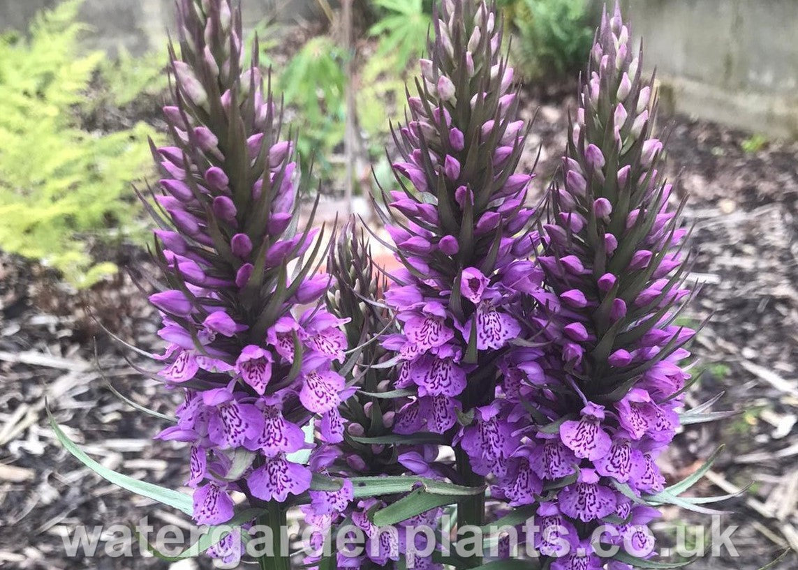 Three blooms of Dactylorhiza x grandis (Dactylorhiza praetermissa x Dactylorhiza fuchsii) - Hybrid Marsh Orchid