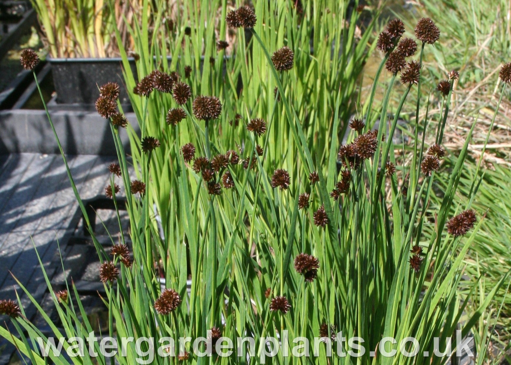 Juncus_ensifolius_Swordleaf_Rush