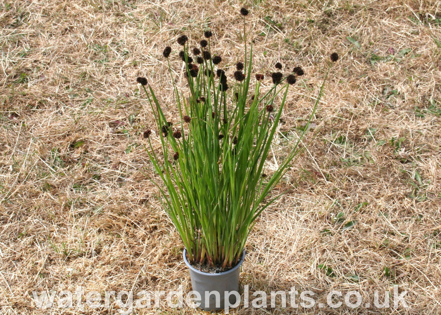 Juncus_ensifolius_Swordleaf_Rush in pot