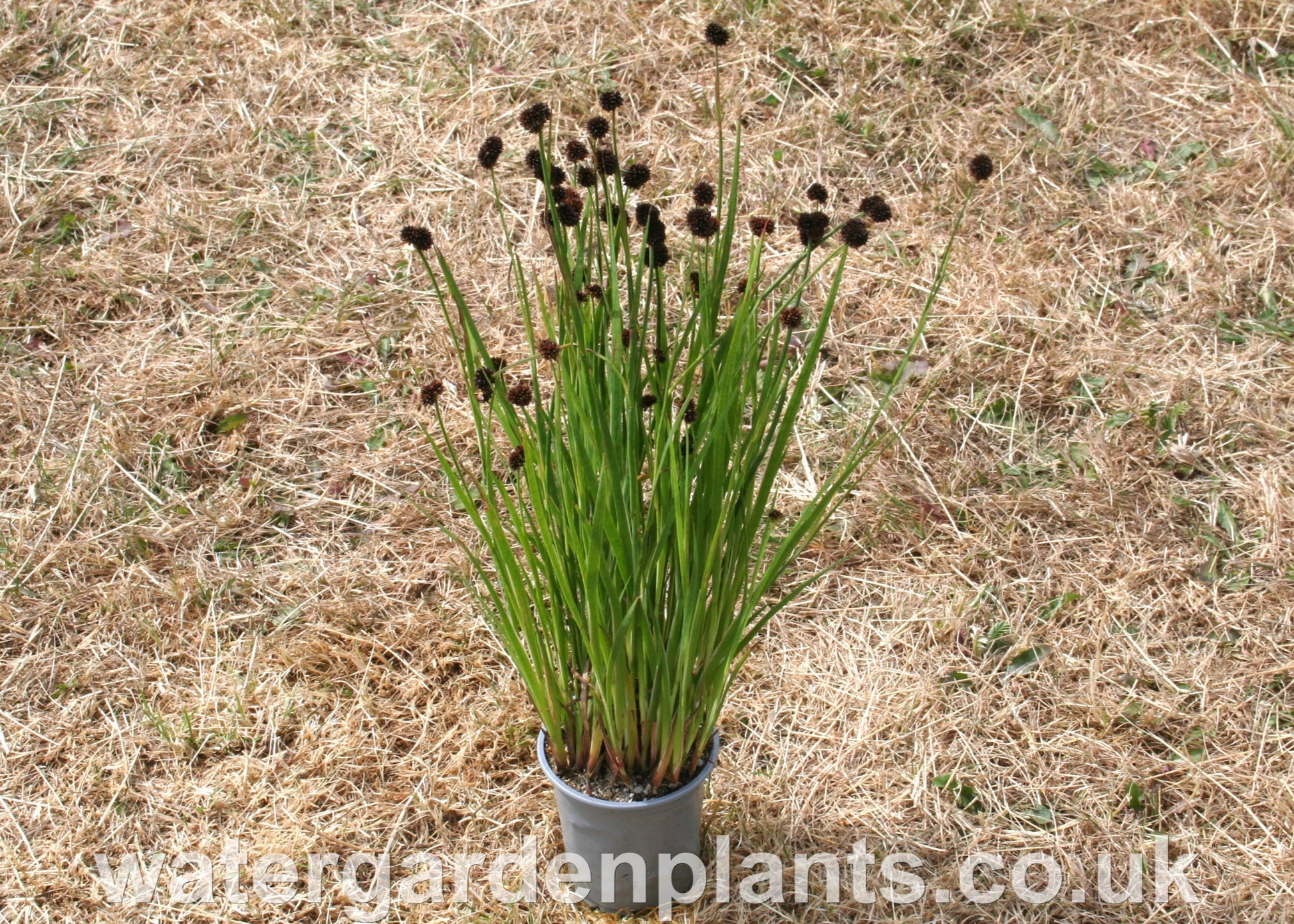 Juncus_ensifolius_Swordleaf_Rush in pot