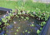 Menyanthes trifoliata Bog Bean, in pond