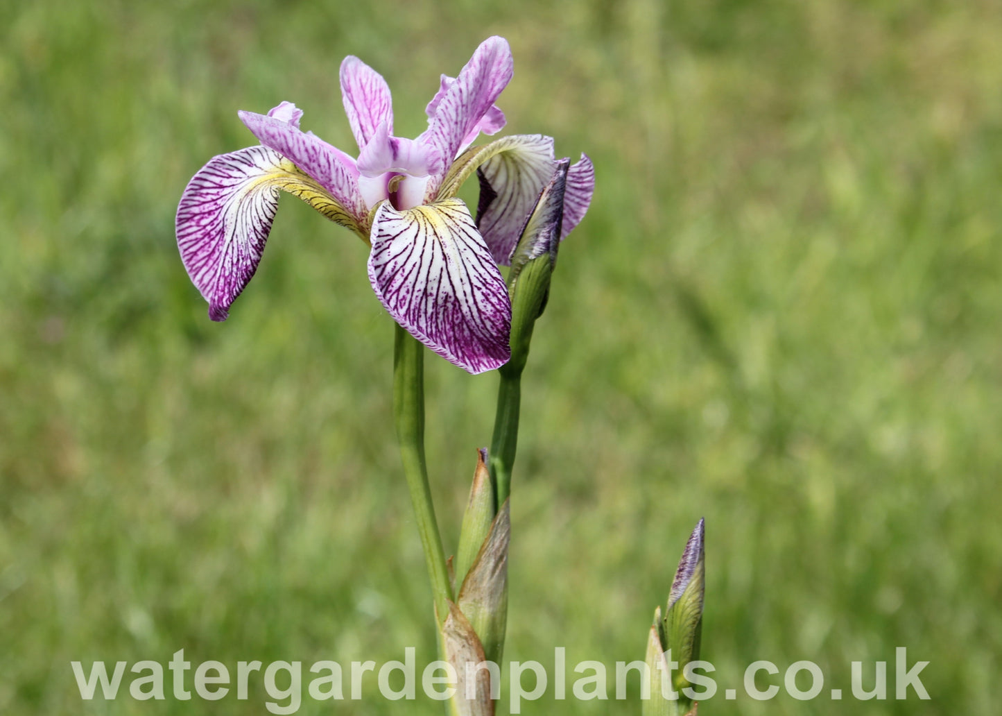 Iris_versicolor_Rowden_Cadenza