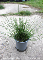 Equisteum_scirpoides_Dwarf_Horsetail_or_Bushy_Horsetail