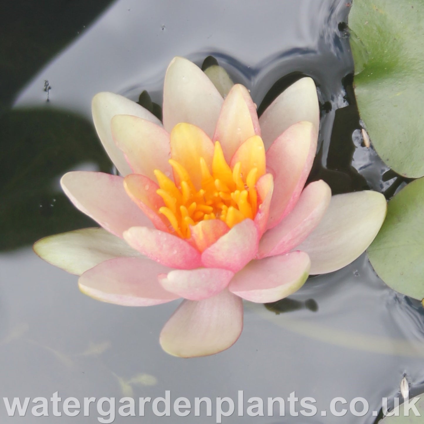 Bloom of waterlily Nymphaea 'Solfatare'