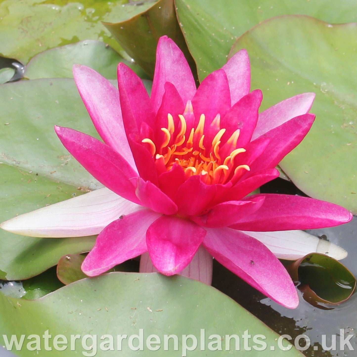 Waterlily Nymphaea 'Vésuve' ('La Vésuve')