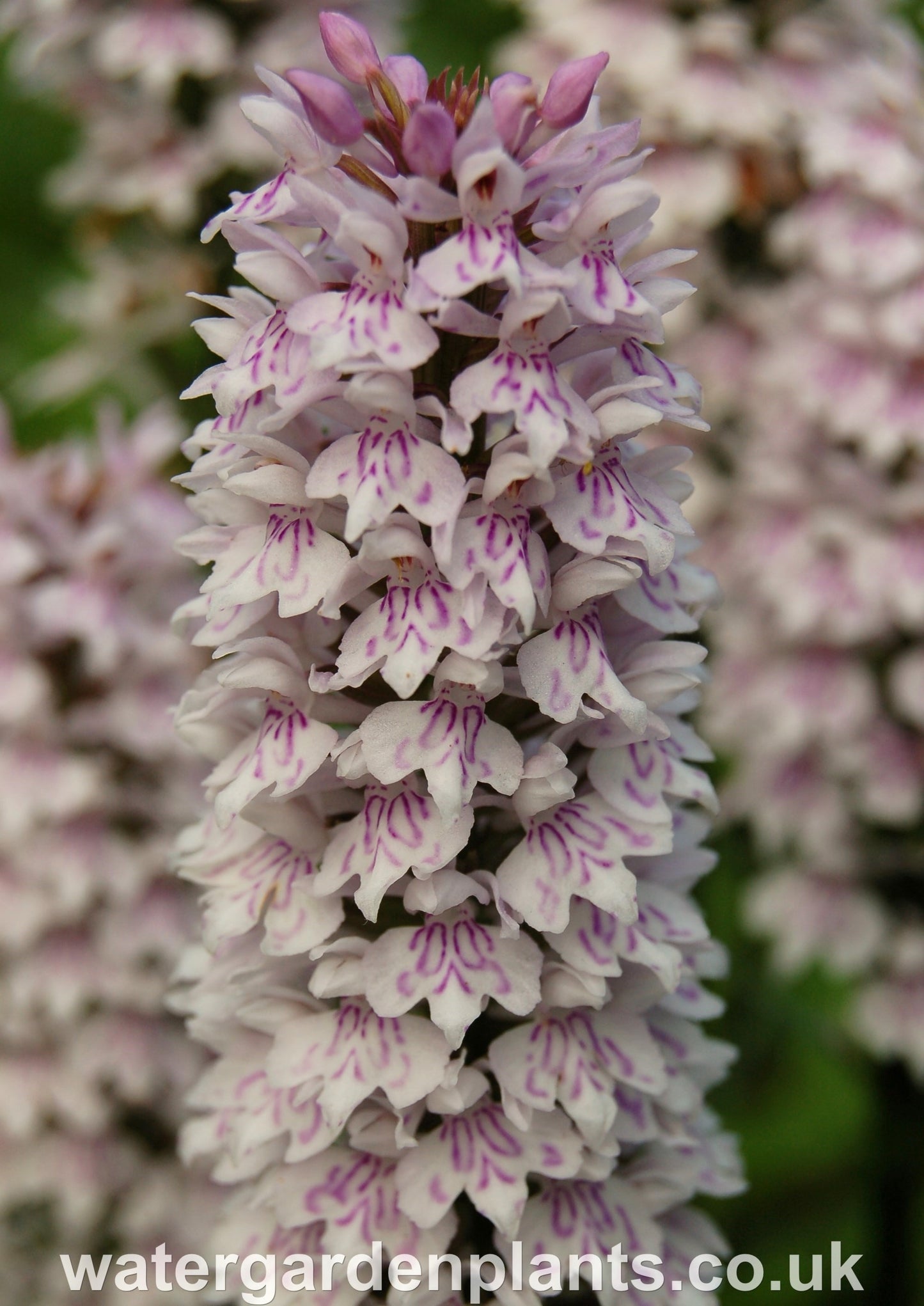 Flower of Dactylorhiza_fuchsii_Marsh_Orchid_or_Common_Spotted_Orchid