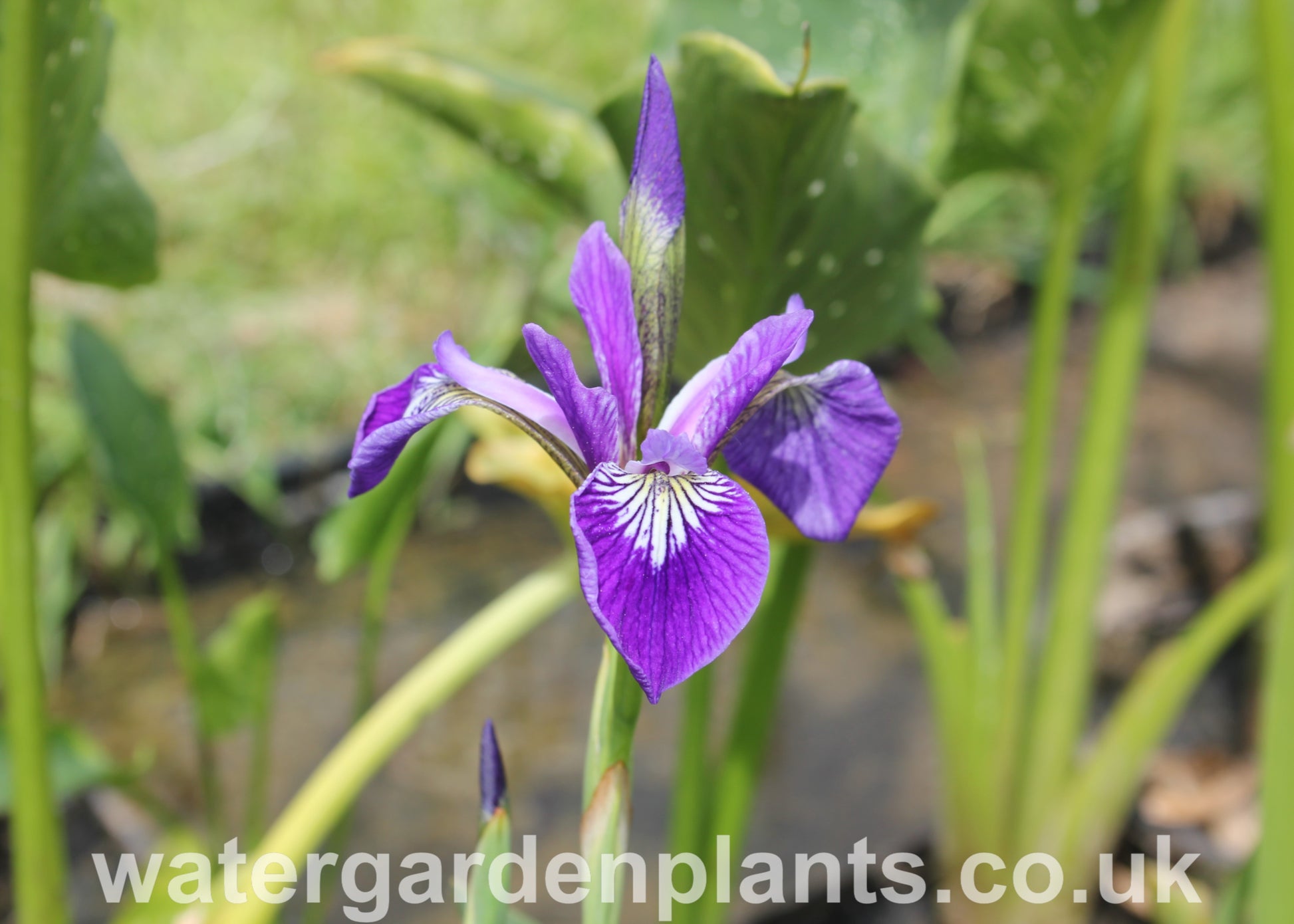 Iris_versicolor_Purple_Flowered_Purple_Form