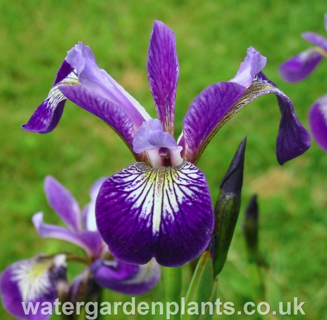 Iris_versicolor_Purple_Flowered_Purple_Form