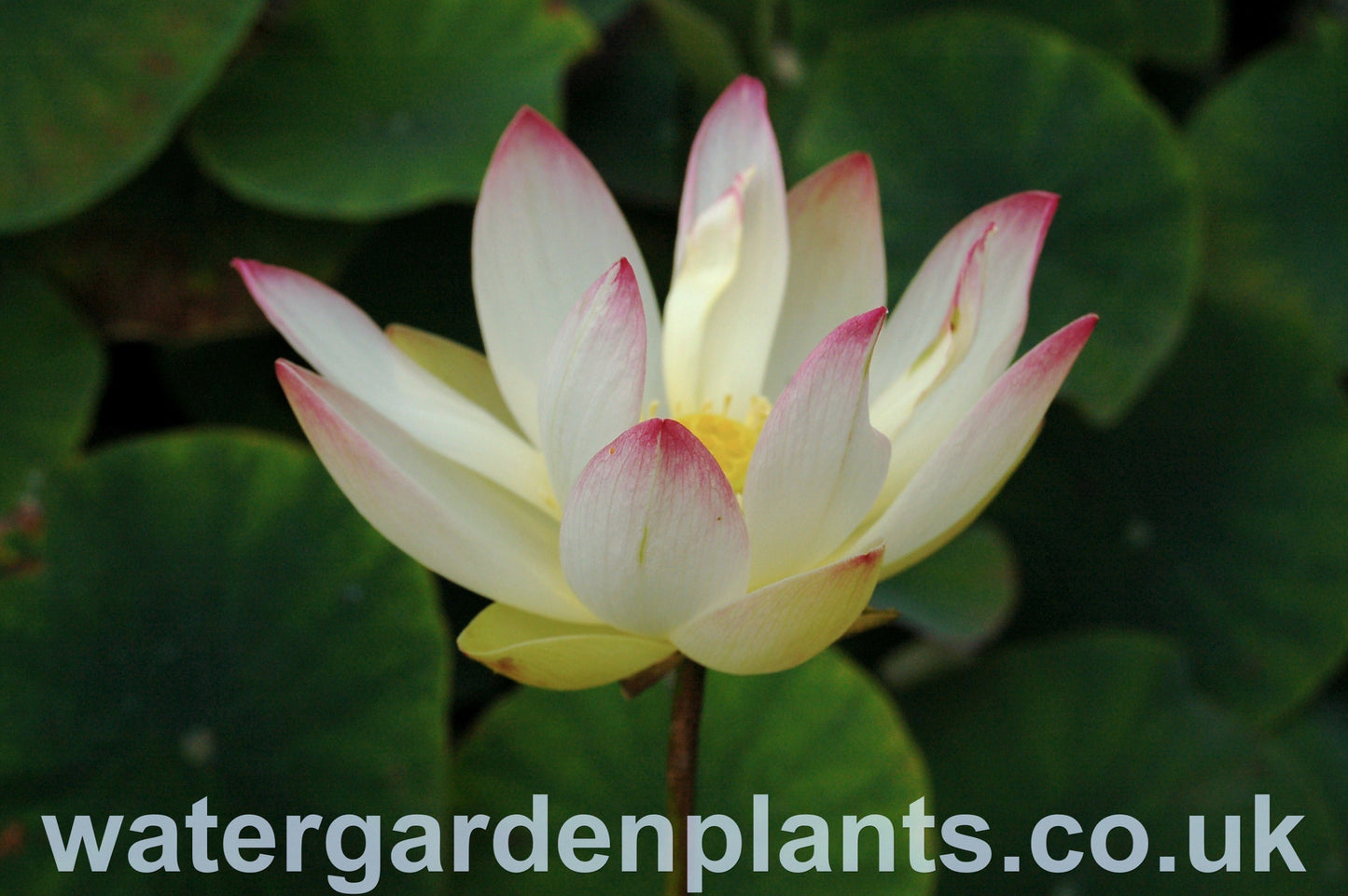 Lotus_Flower Nelumbo_Pink_n_Yellow