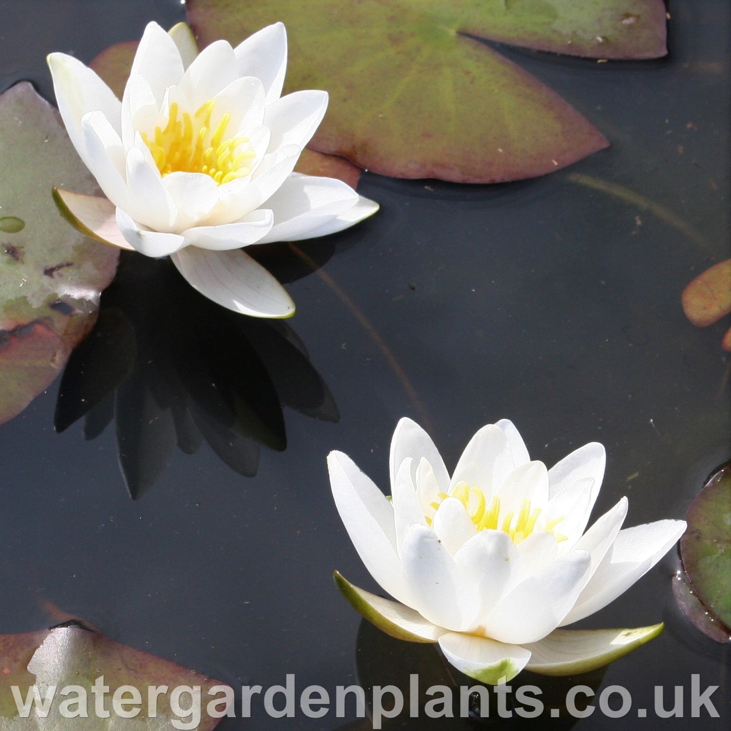 Waterlily Nymphaea 'Marliacea Albida'