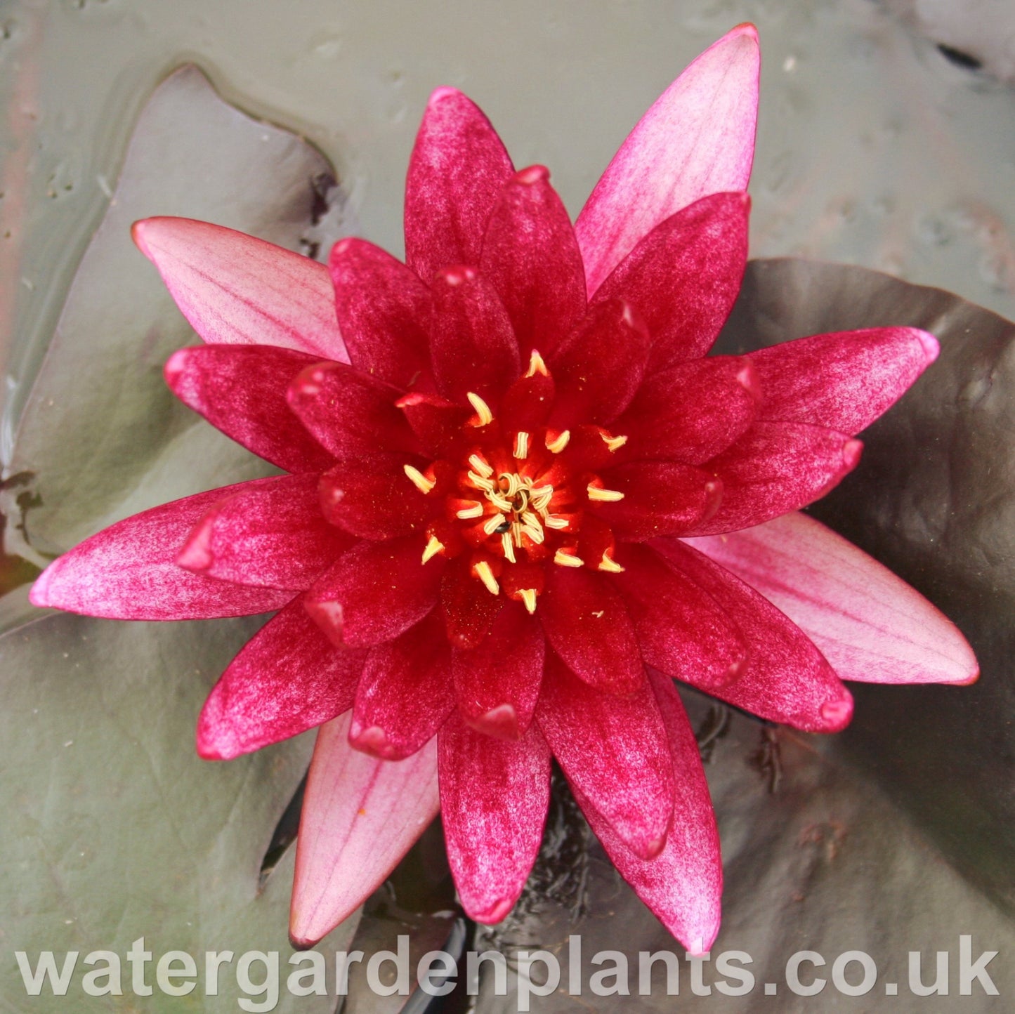 Nymphaea 'Atropurpurea' Waterlily
