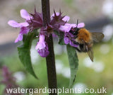 Stachys palustris - Marsh Woundwort with bumblebee