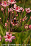 Butomus_umbellatus_Flowering_Rush_Rosenrot_Rose_Red_Form_With_Bumblebee