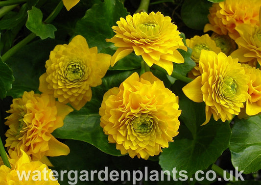 Caltha_palustris_Flore_Pleno_double_marsh_marigold