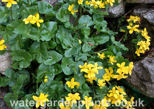 Caltha_palustris_var._radicans_Miniature_Marsh_Marigold