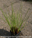 Eriophorum_vaginatum_Tufted_Cottongrass_or_Harestail_Cottongrass