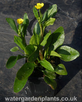 Ranunculus flammula subsp. minimus - Dwarf Lesser Spearwort in pot