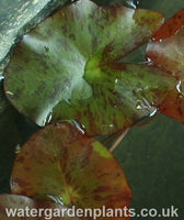 Waterlily Nymphaea 'Pygmaea Helvola'