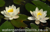 Waterlily Nymphaea 'Hermine'