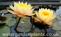 Waterlily Nymphaea 'Inner Light'
