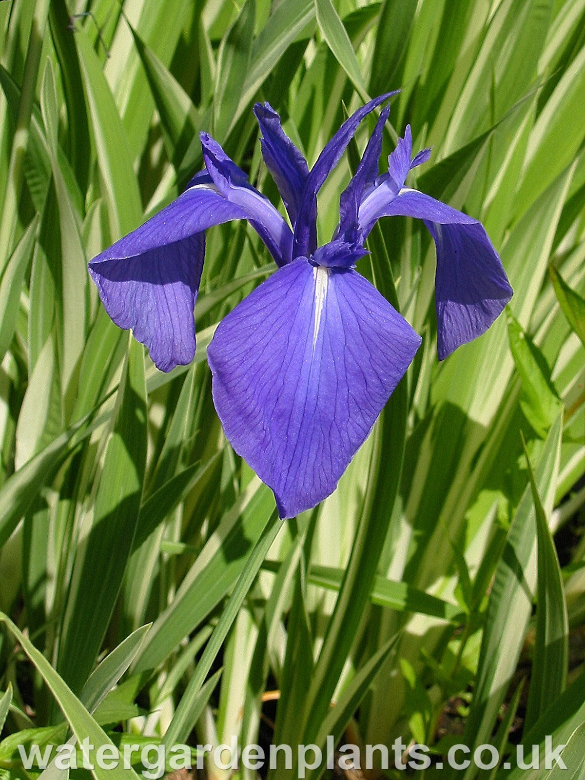 Iris_laevigata_Variegata_Variegated_Japanese_Water_Iris