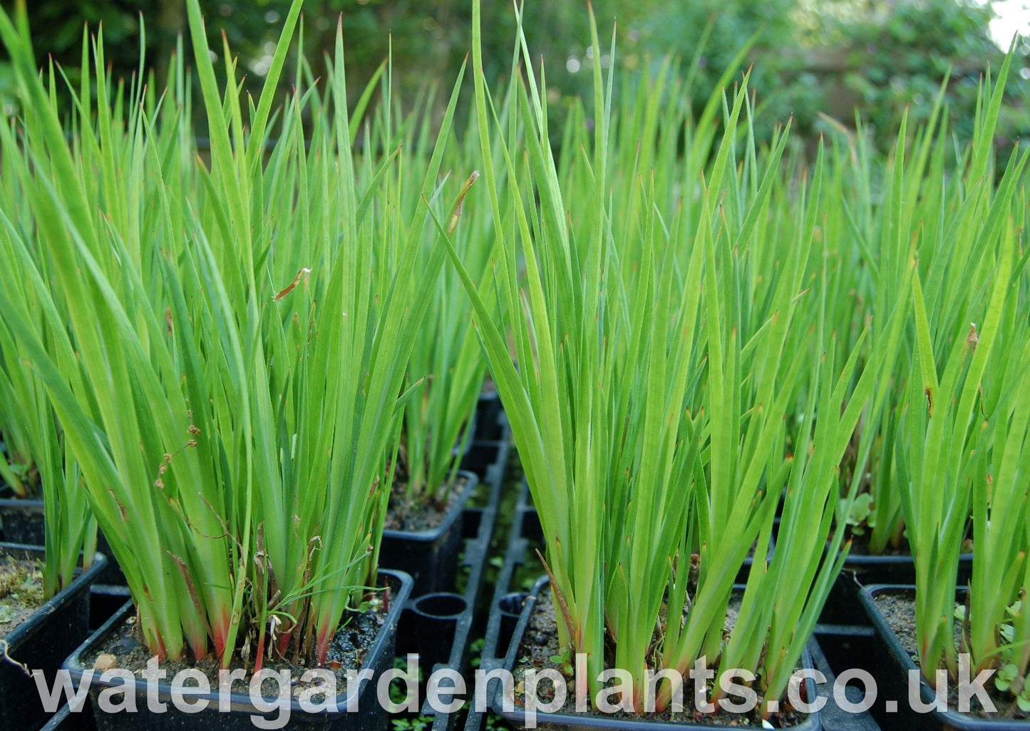 Juncus_ensifolius_Swordleaf_Rush