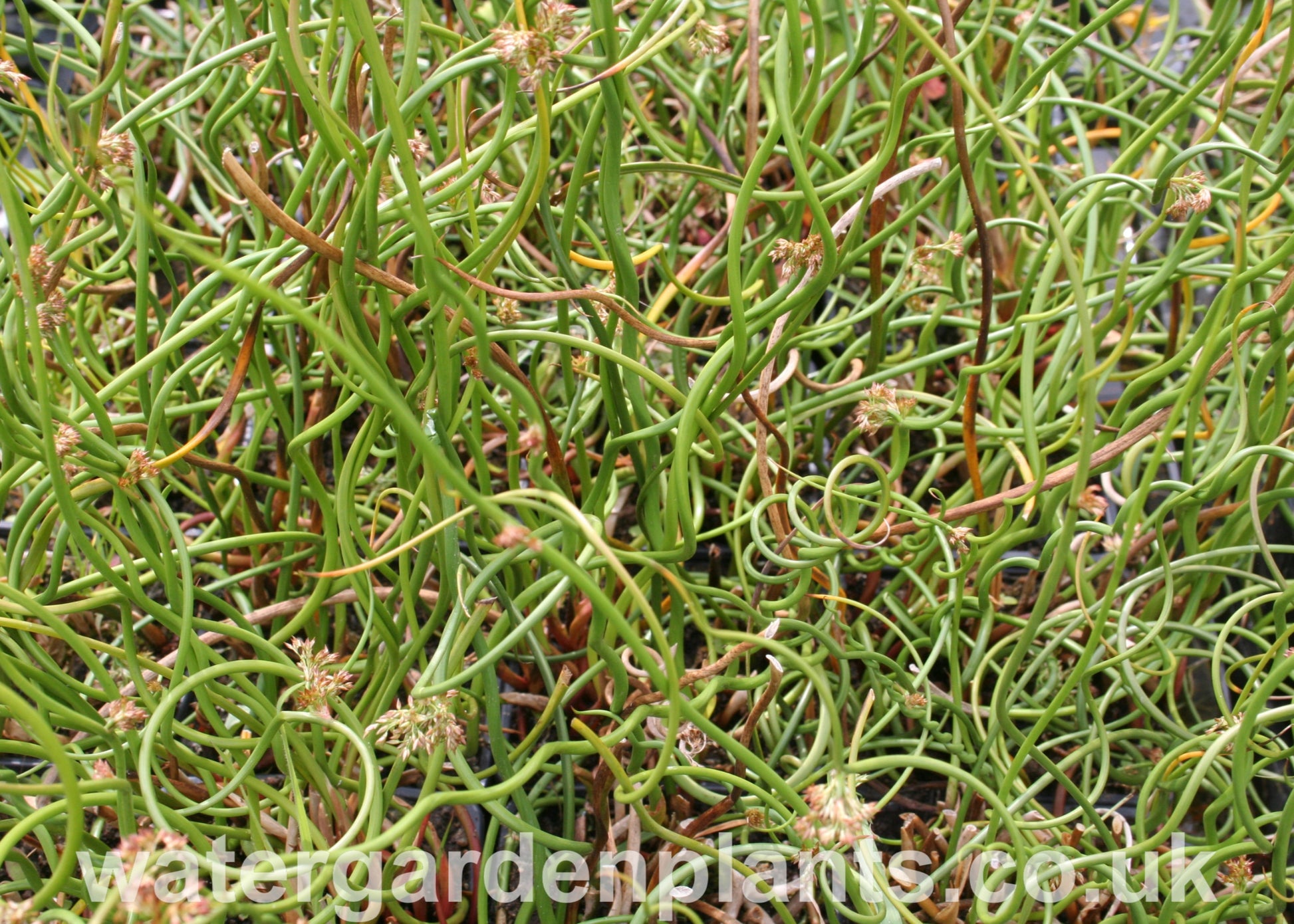Juncus effusus f. spiralis - Corkscrew Rush