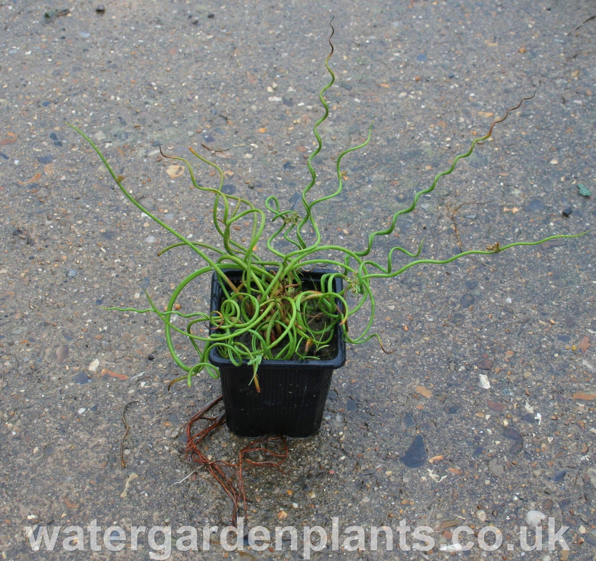 Juncus effusus f. spiralis - Corkscrew Rush