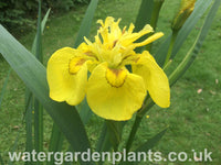 Iris pseudacorus 'Flore Pleno' Double Yellow Flag Iris