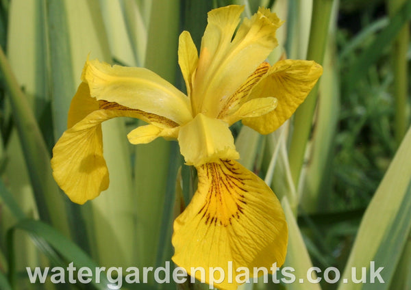 Iris pseudacorus 'Variegata' - Variegated Flag Iris