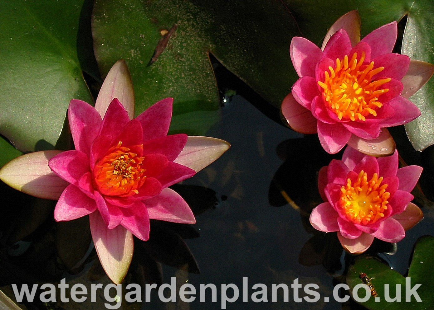 Waterlily Nymphaea 'Pygmaea Rubra'
