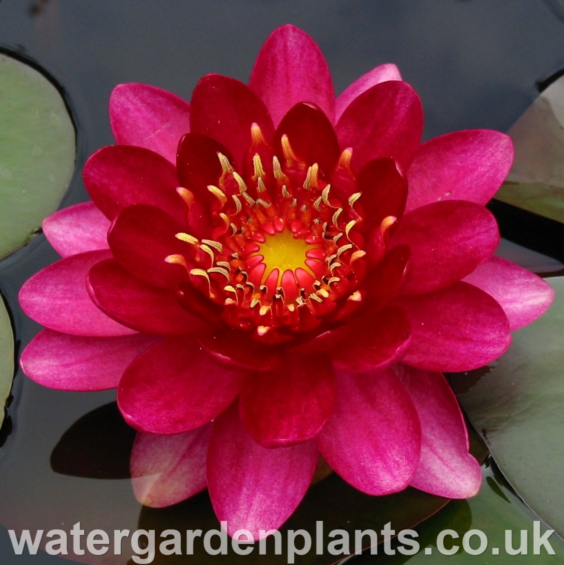 Waterlily Nymphaea 'Perry's Baby Red'