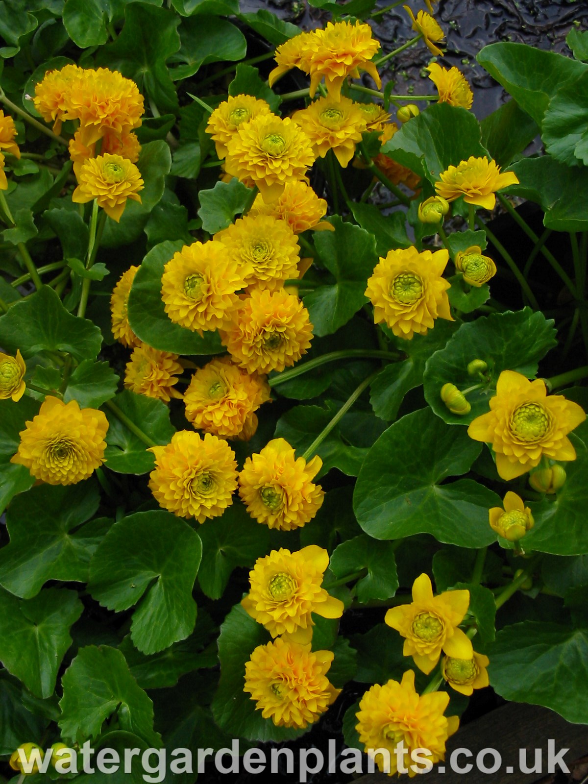 Caltha_palustris_Flore_Pleno_double_marsh_marigold