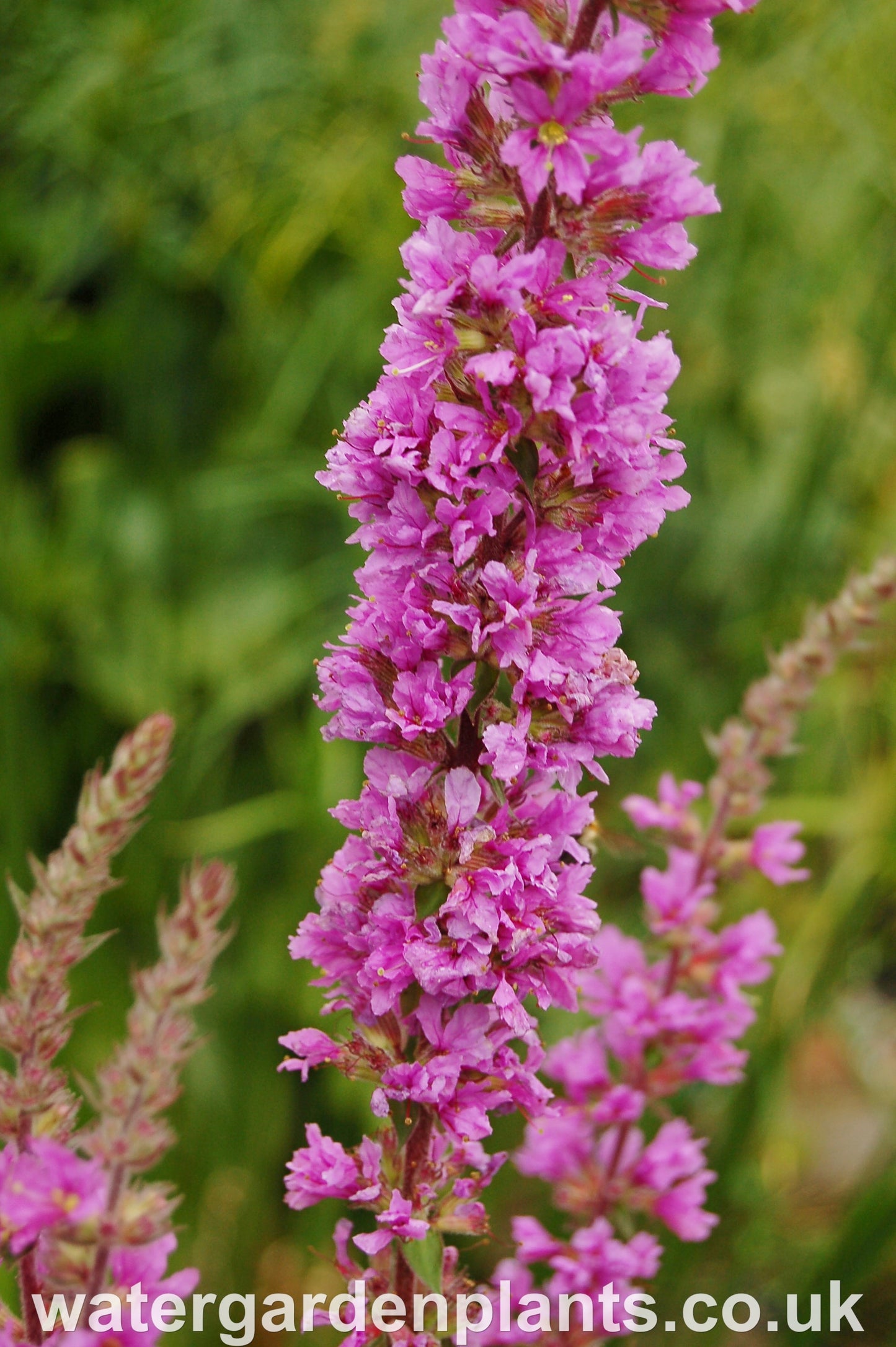 Lythrum_salicaria_Purple_Loosestrife