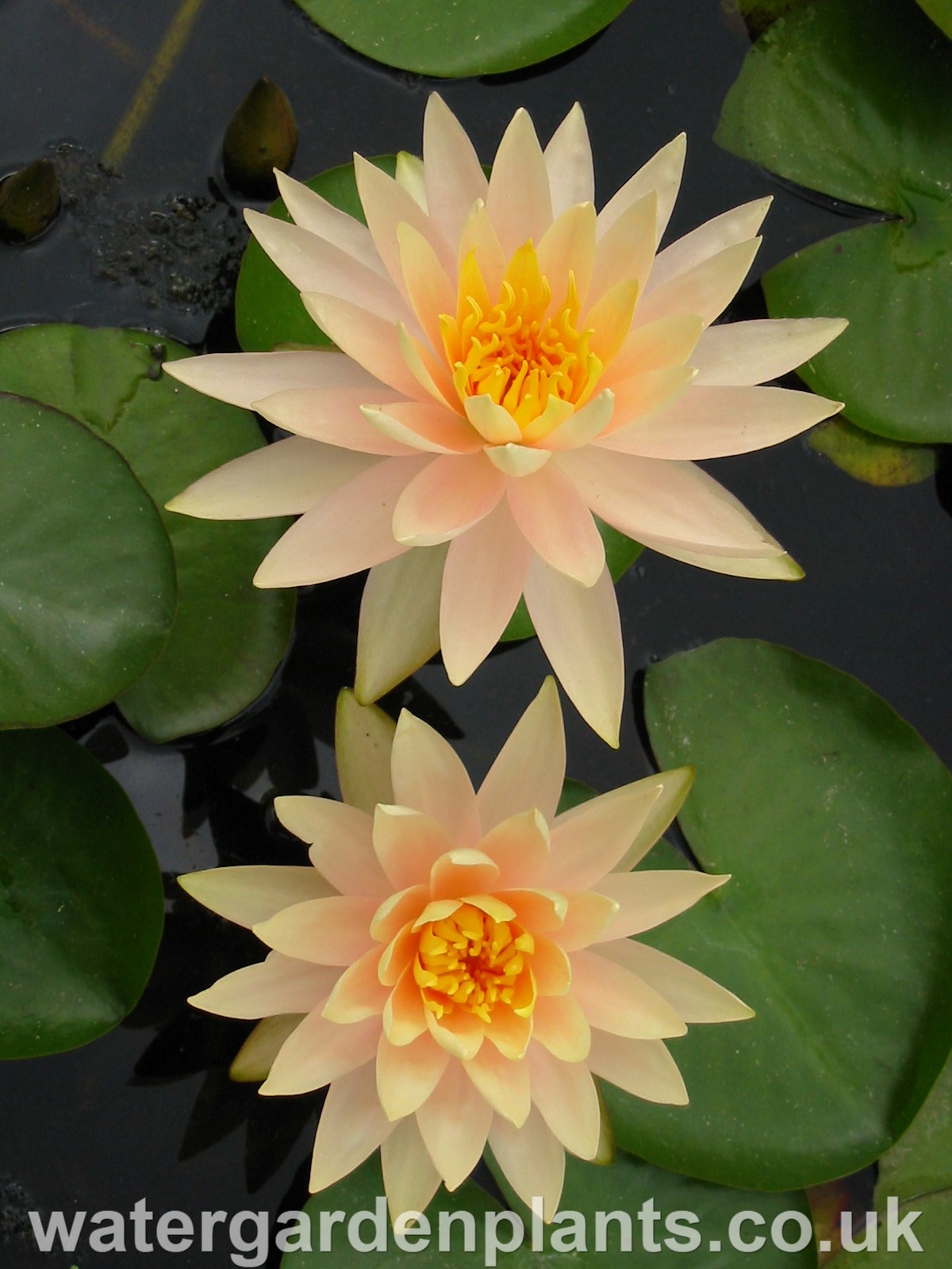 Waterlily Nymphaea 'Peach Glow'