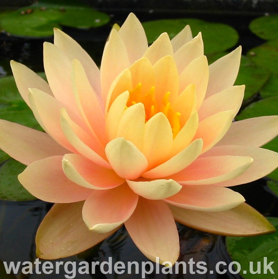 Waterlily Nymphaea 'Peach Glow'
