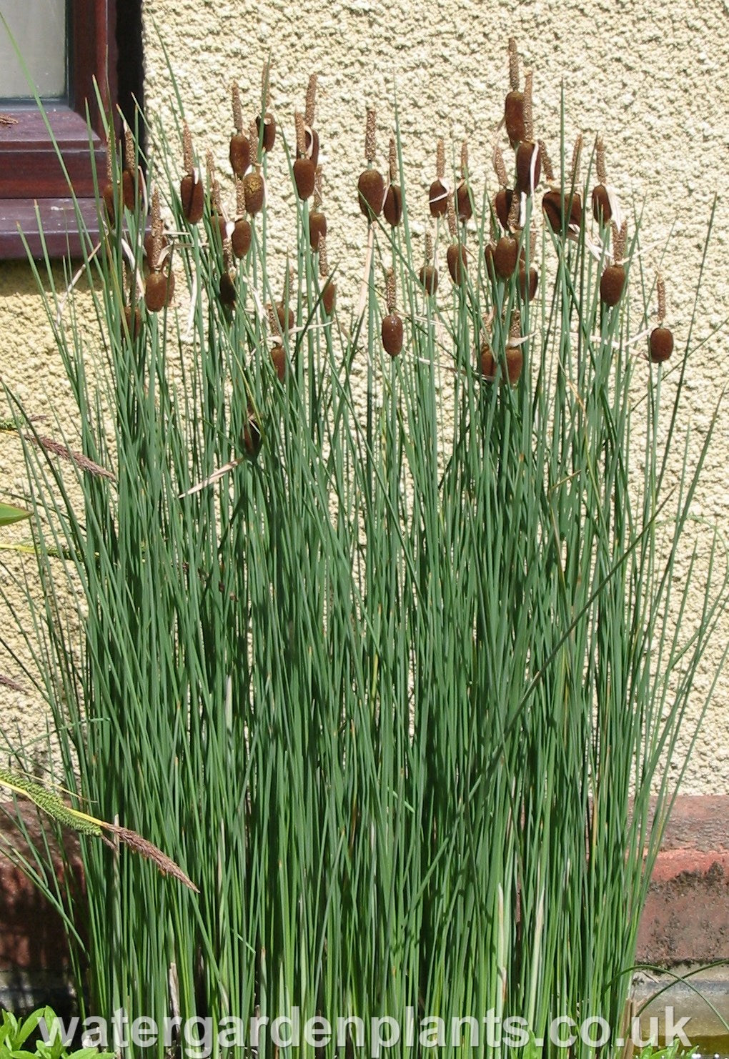 Typha minima - Dwarf Bulrush, Miniature Reedmace
