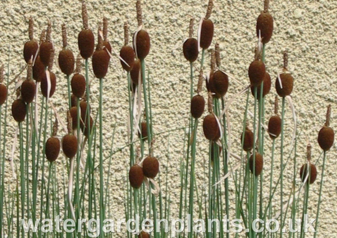 Typha minima - Dwarf Bulrush, Miniature Reedmace