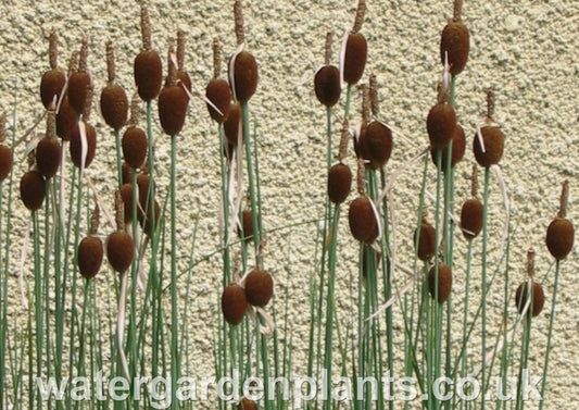 Typha minima - Dwarf Bulrush, Miniature Reedmace