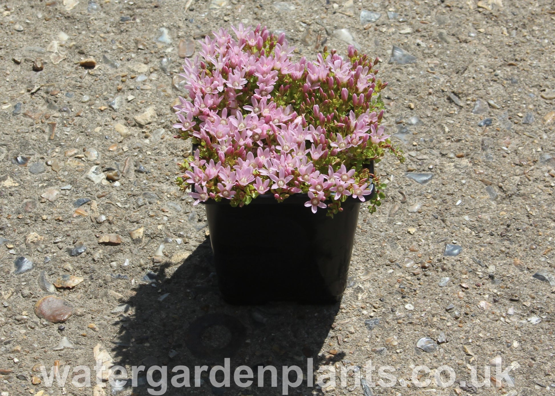 Anagallis tenella - Bog Pimpernel in bloom in pot