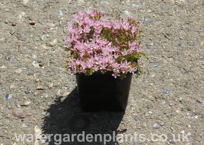 Anagallis tenella - Bog Pimpernel in bloom in pot